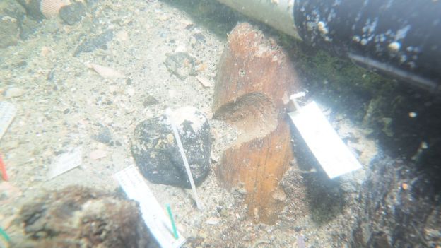 One of the stakes excavated at Manasota Key Offshore revealed a notch in its length, it is not yet known what the notch was for