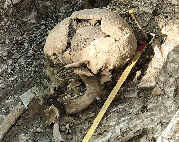 A skull excavated at Barrow Clump in Salisbury Plain.