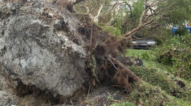 Toppled Trees in Florida Reveal 19th-Century Fort where 270 escaped slaves died