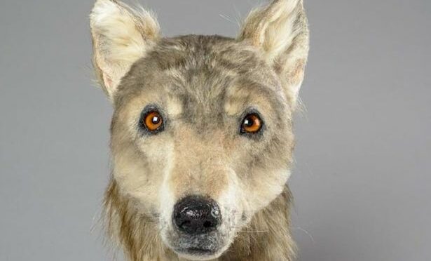 Here’s What Scotland’s Dogs Looked Like 4,500 Years Ago