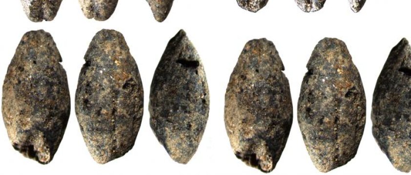 Researchers determined the age of millennia-old barley grains using radiocarbon dating.