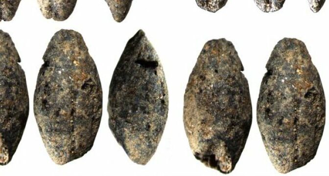 A 5,000-year-old barley grain discovered in Finland changes the understanding of livelihoods