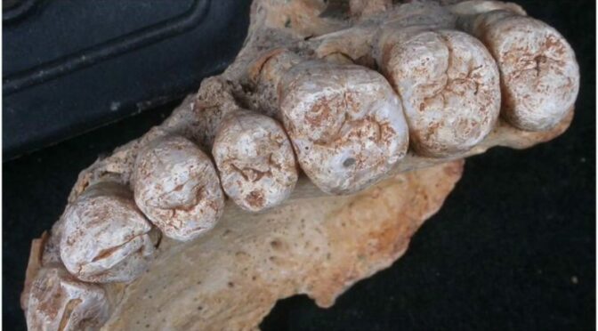 Scientists discover oldest human fossil outside of Africa