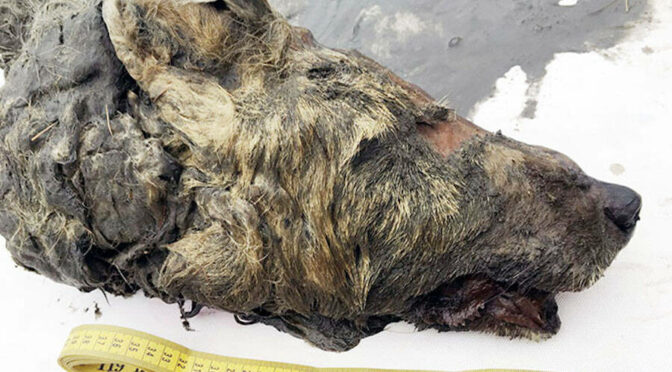 Severed head of large wolf found perfectly preserved in Siberian permafrost 40,000 years after it died