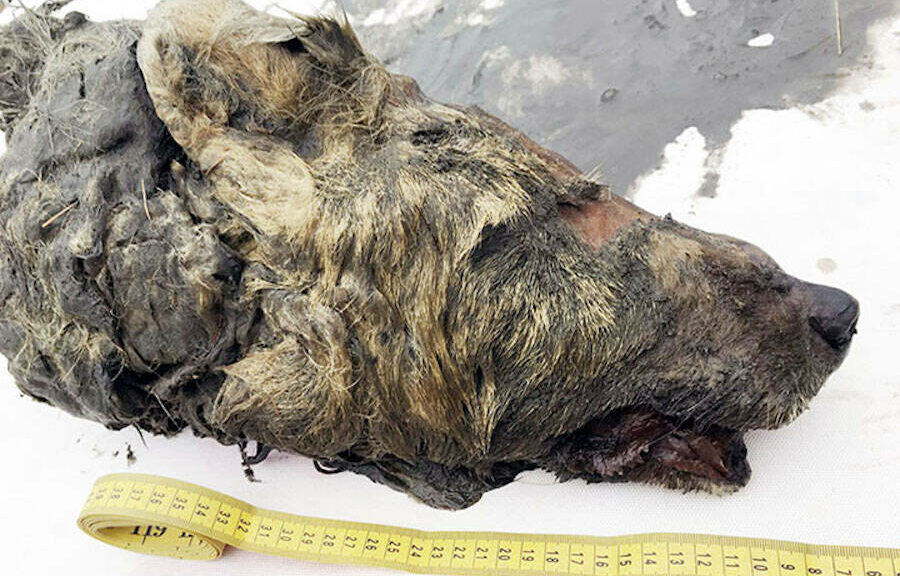 The severed head of large wolf found perfectly preserved in Siberian permafrost 40,000 years after it died
