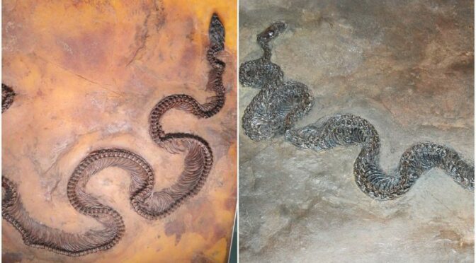 This 48-Million-Year-Old Fossil Has an Insect Inside a Lizard Inside a Snake