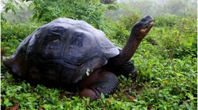 ‘Extinct’ Gaint Galapagos tortoise found after 100 years