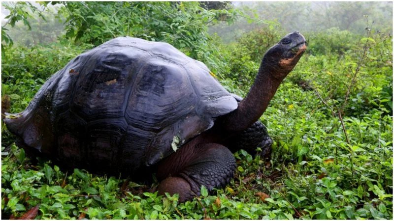 'Extinct' Gaint Galapagos tortoise found after 100 years
