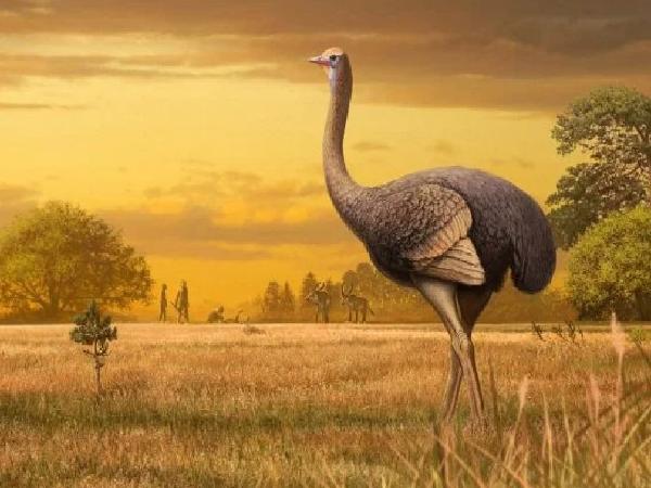 Bird Three Times Larger Than Ostrich Discovered In Crimean Cave