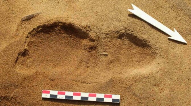 Ancient footprints show Neanderthals may have been taller than thought
