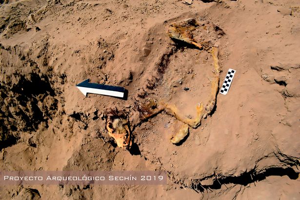PERU: Well-Preserved Dog Remains Unearthed in ancient Peruvian temple
