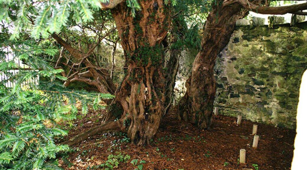 Brainless Tourists Slaughter 5,000-Year-Old Sacred Scottish Tree