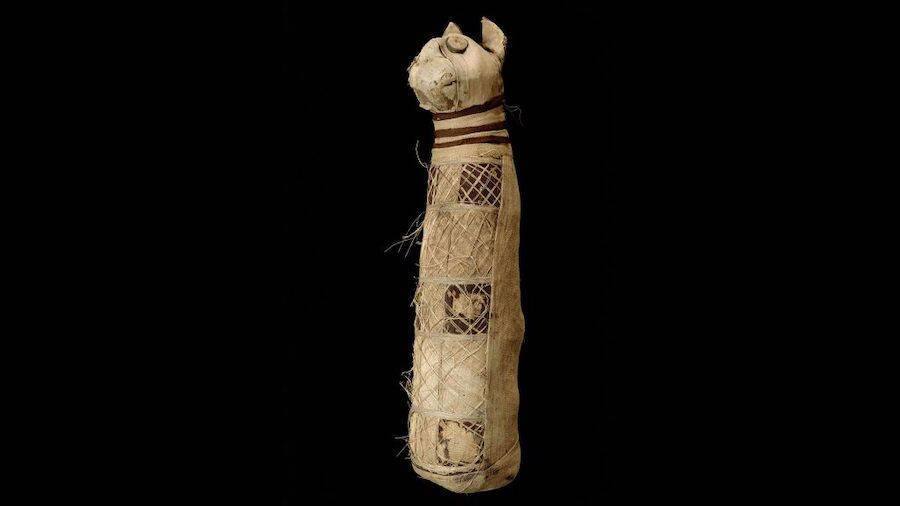 Archaeologists Discover Remains Of Three Different Cats Inside Ancient Egyptian Mummy