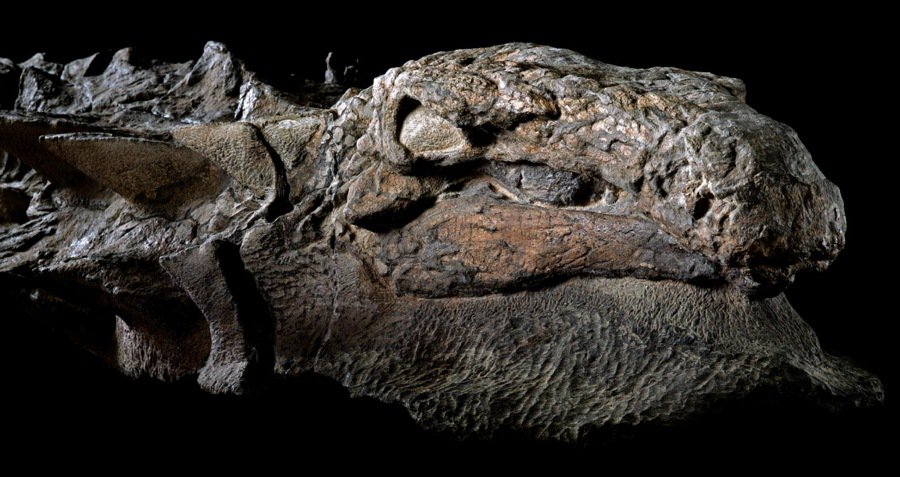 Nodosaur Dinosaur ‘Mummy’ Unveiled With Skin And Guts Intact in Canada