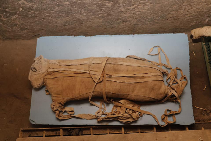 Two mummified lions, dating back about 2,600 years, have been discovered in a tomb full of cat statues and cat mummies in Saqqara, the Egyptian Ministry of Antiquities announced today (Nov. 23) at a press conference.