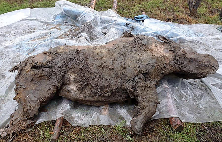 Scientists uncover 20,000-year-old Ice Age woolly rhino in Russia