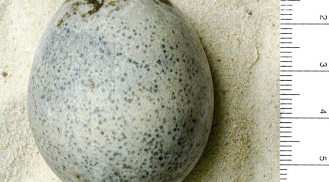 Archaeologists discovered 1,700-year-old Roman eggs