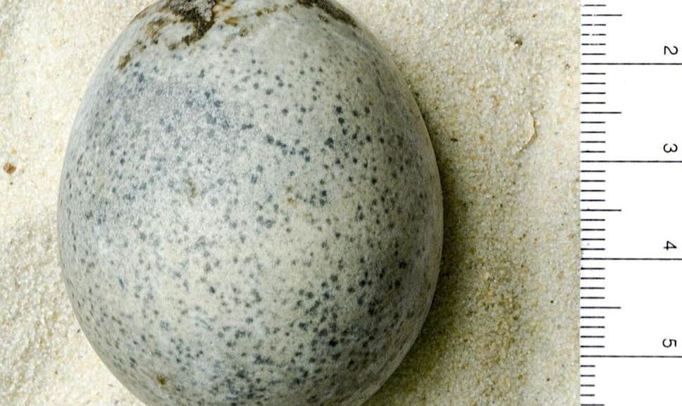 Archaeologists discovered 1,700-year-old Roman eggs