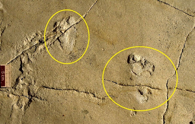 5.7 Million-year-old Human Footprints Fossil May Challenge History of Human Evolution