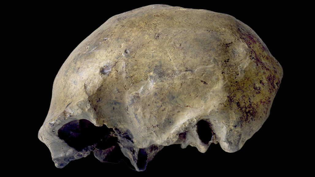 Homo erectus’ last known appearance dates to roughly 117,000 years ago