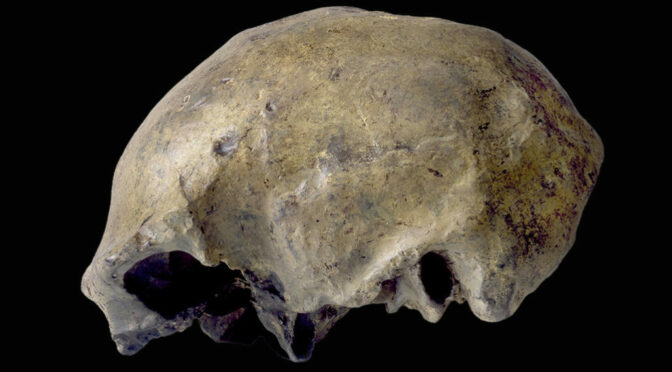 Homo erectus’ last known appearance dates to roughly 117,000 years ago
