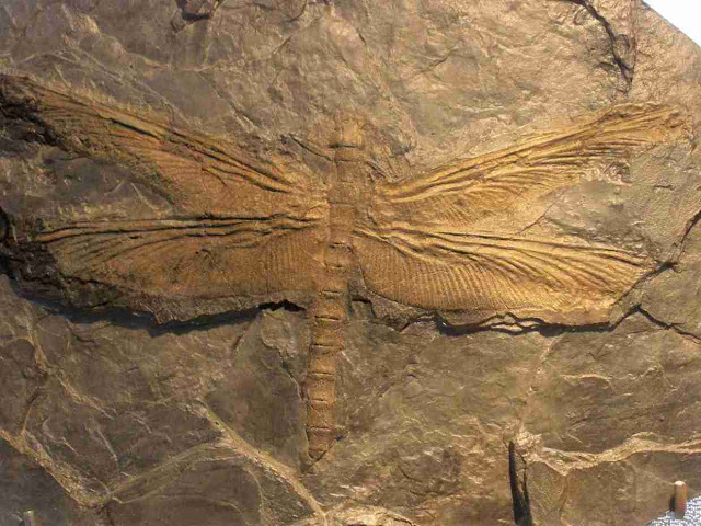The Largest Insect Ever Existed Was A Giant 'dragonfly' Fossil Of A Meganeuridae