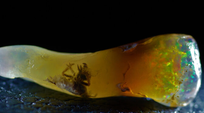 Fossilized Insect Discovered Not in Amber, But in Opal
