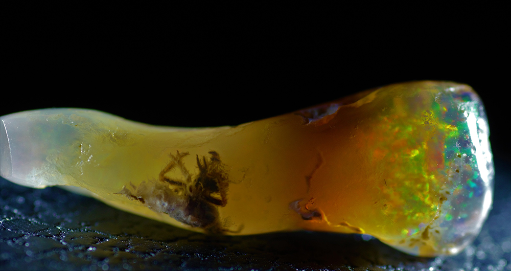 Fossilized Insect Discovered Not in Amber, But in Opal