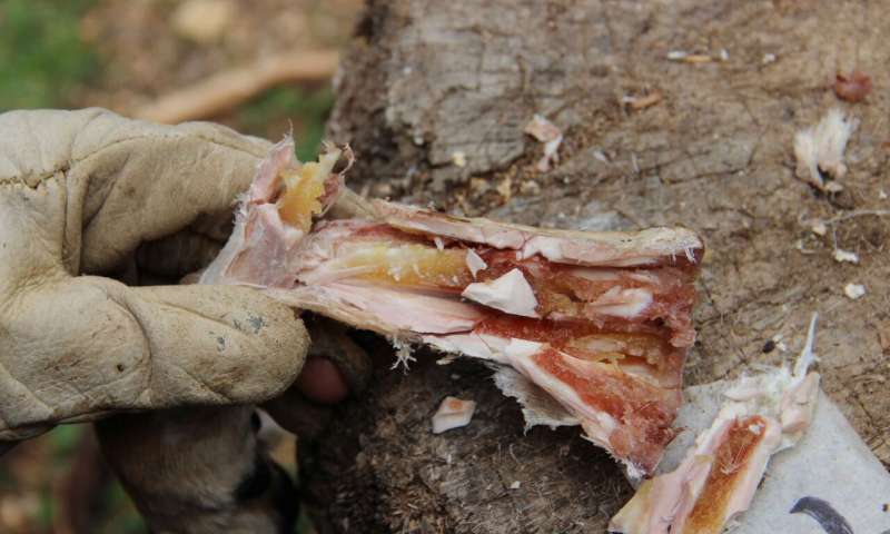 Prehistoric humans ate bone marrow like canned soup 400,000 years ago