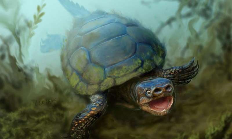 Archaeologists discover fossil of ancient turtle species that never grew a shell