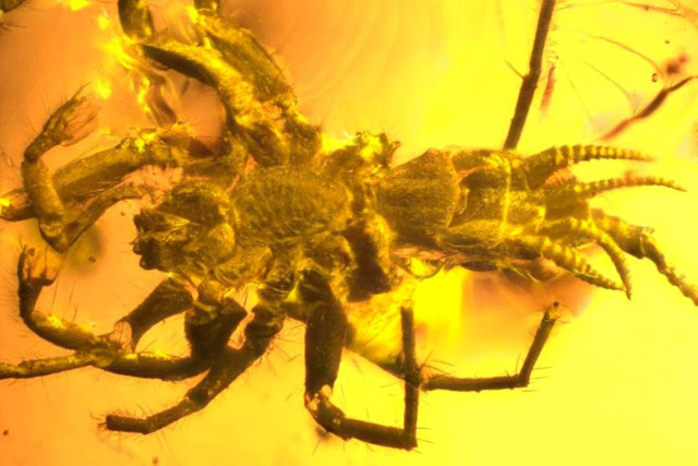 Spider-Like Creature With a Tail Was Just Found in 100 Million-Year-Old Amber
