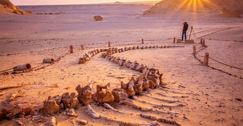 There’s a Valley of Whales in the Middle of Egypt’s Desert and its Millions of Years old
