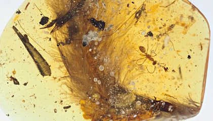 This 99-Million-Year-Old Dinosaur Tail Trapped in Amber Hints at Feather Evolution