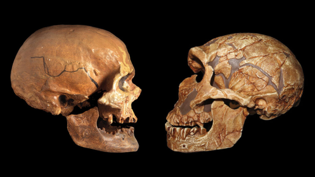 Modern Africans and Europeans may have more Neanderthal ancestry than previously thought