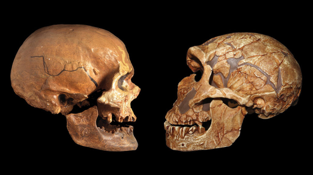 Modern Africans and Europeans may have more Neanderthal ancestry than previously thought