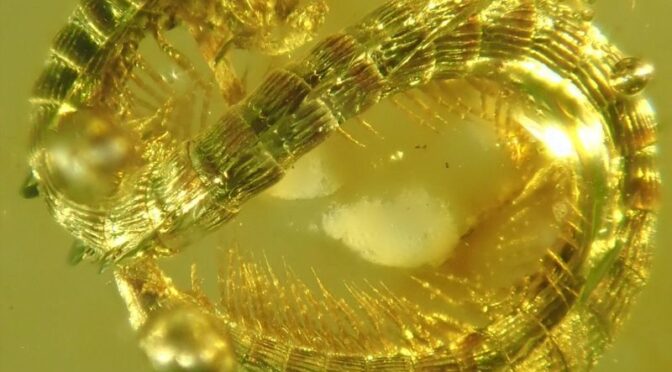 Dwarfs under dinosaur legs: 99-million-year-old millipede discovered in Burmese amber