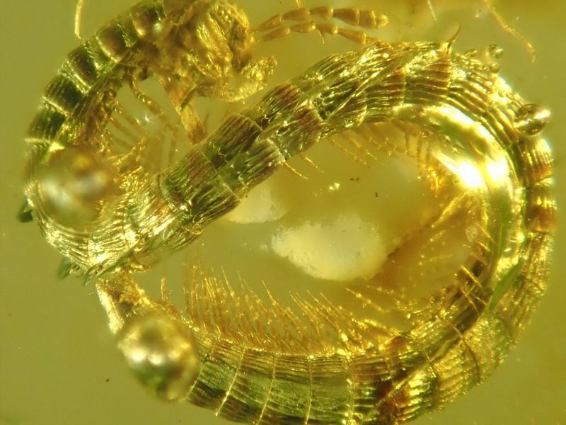 Dwarfs under dinosaur legs: 99-million-year-old millipede discovered in Burmese amber