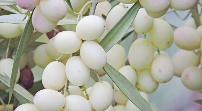Leucocarpa, the Dazzling White Olive From Magna Graecia
