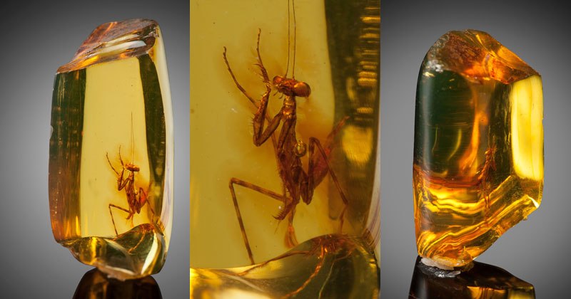 30 Million-Year-Old Praying Mantis Is Preserved in Pristine Piece of Amber