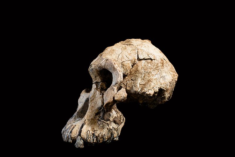 Rare 3.8-million-year-old skull recasts origins of iconic ‘Lucy’ fossil