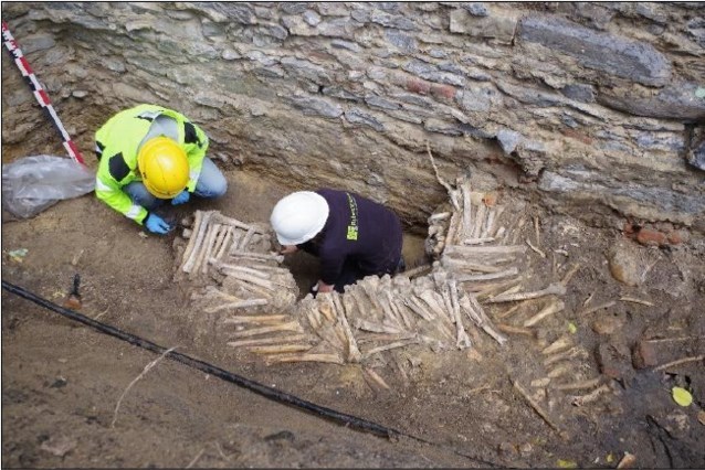 Walls made of human bones discovered under Ghent cathedral