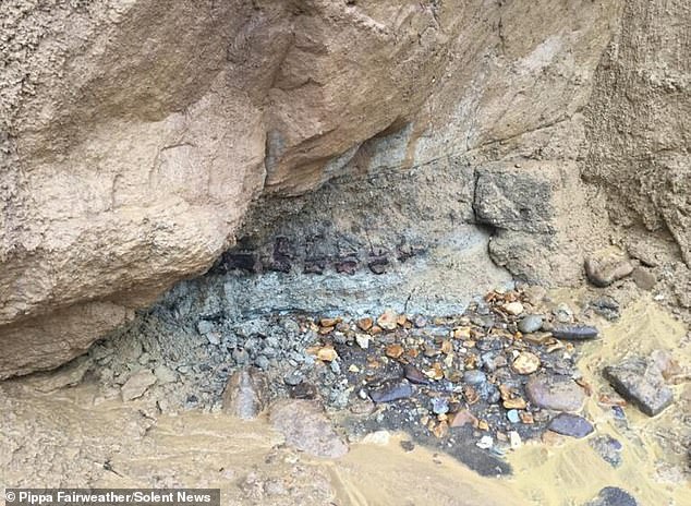 125 Million-Year-Old Dinosaur Tail Found In Isle Of Wight Cliff