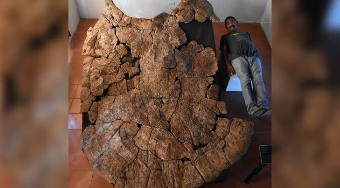 Turtle fossil the size of a car unearthed shows signs of ancient croc battle