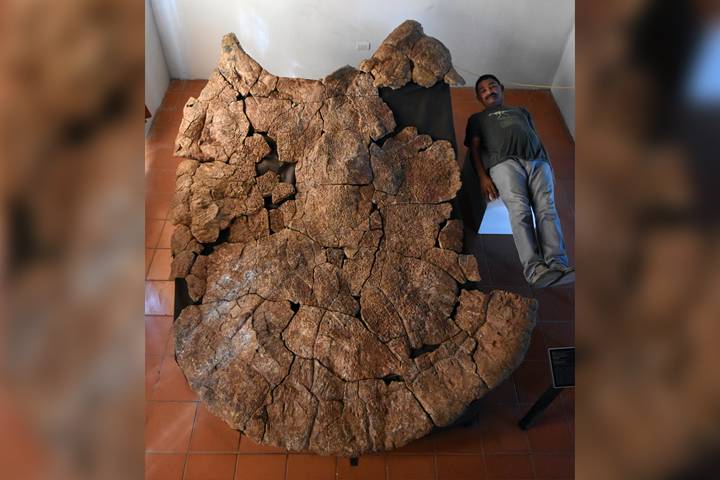 Turtle fossil the size of a car unearthed shows signs of ancient croc battle