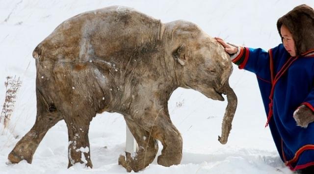 39000 Years Old Frozen Woolly Mammoth found in Siberia, goes on display in Tokyo