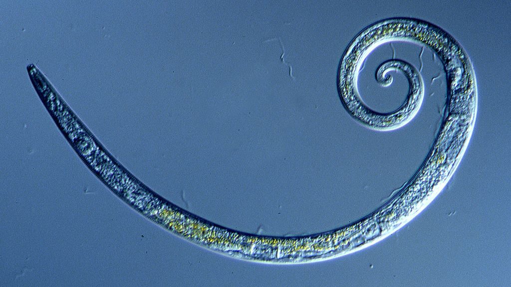 Worms Frozen for 42,000 Years in Siberian Permafrost Wriggle to Life