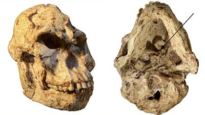 'Little Foot' skull reveals how this more than 3 million-year-old human ancestor lived
