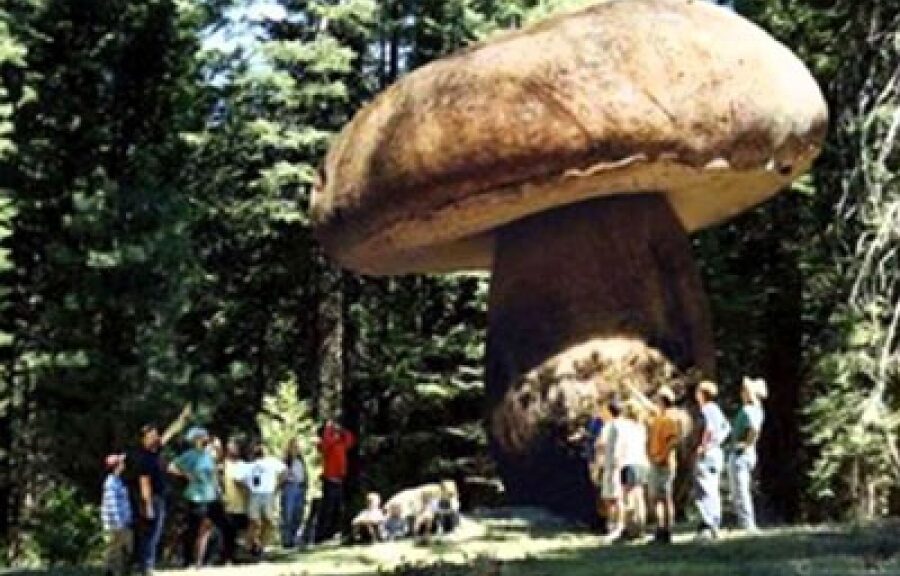 Remembering the giant mushrooms that once ruled the earth