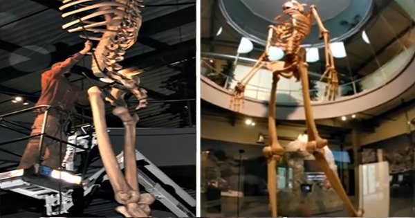 Ecuador Expose the Skeletons of an Ancient Race of Giant Humans – 7 Times Bigger Than Modern Humans