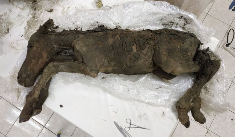 Scientists Extracted Liquid Blood From 42,000-Year-Old Foal Found in Siberian Permafrost